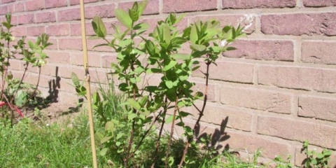 Kako izračunati udaljenost pri sadnji orlovi nokti